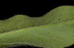 Common viper's bugloss